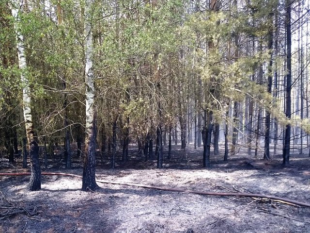 Pożar lasu w miejscowości Krukowo